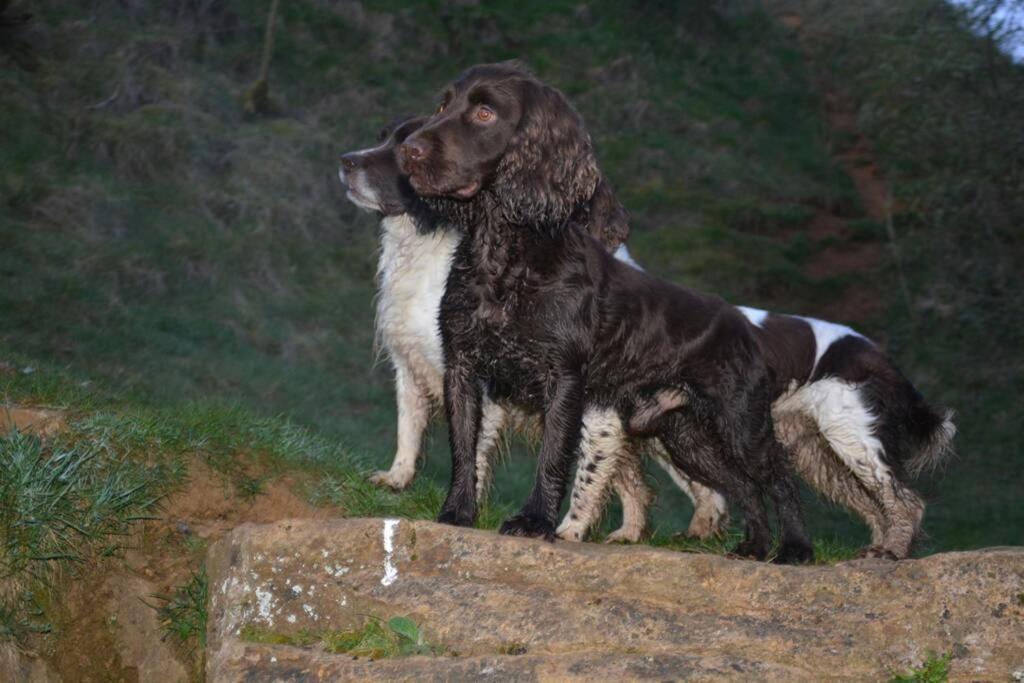 Spaniel Cottage With Views Of Ham Hill, Stoke Sub Hamdon Martock Eksteriør billede